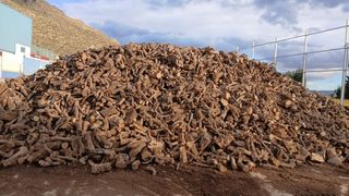 Venta de leña olivo al por mayor