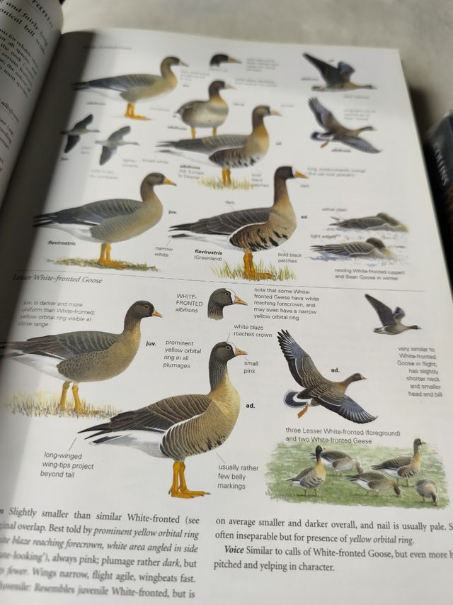 Collins Bird Guide