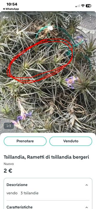 Tsillandia, Rametti di tsillandia bergeri