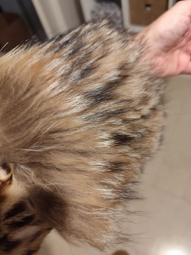 Giacca Lipi Cat pelliccia gatto Lipi vera bordata