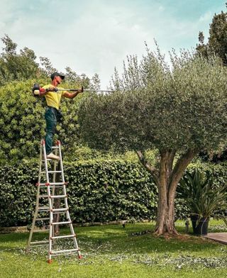 Jardinero economíco 