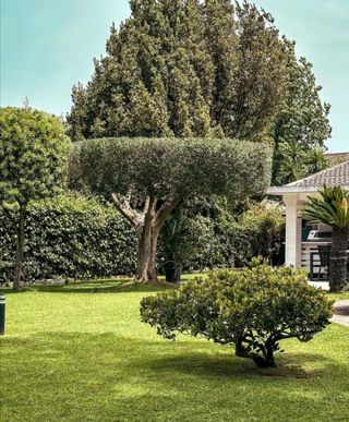 Jardinero economíco 