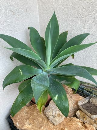 Planta agave, suculenta