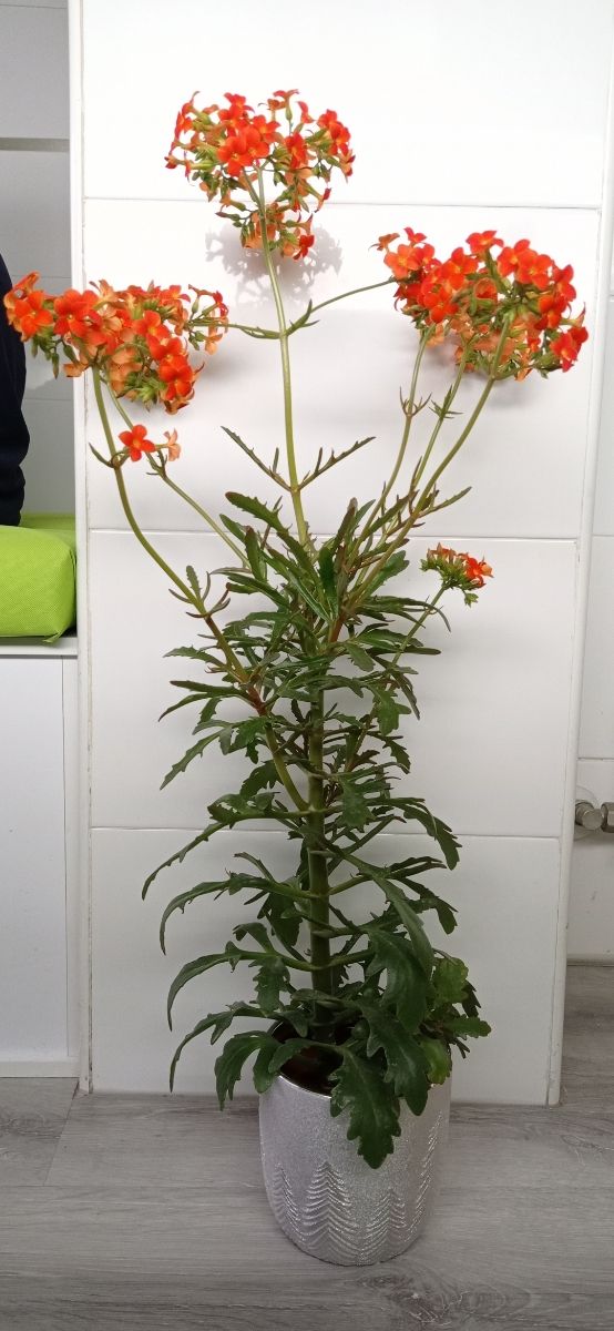 Planta natural kalanchoe