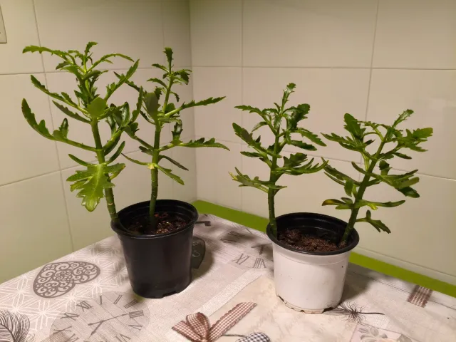 Planta natural kalanchoe