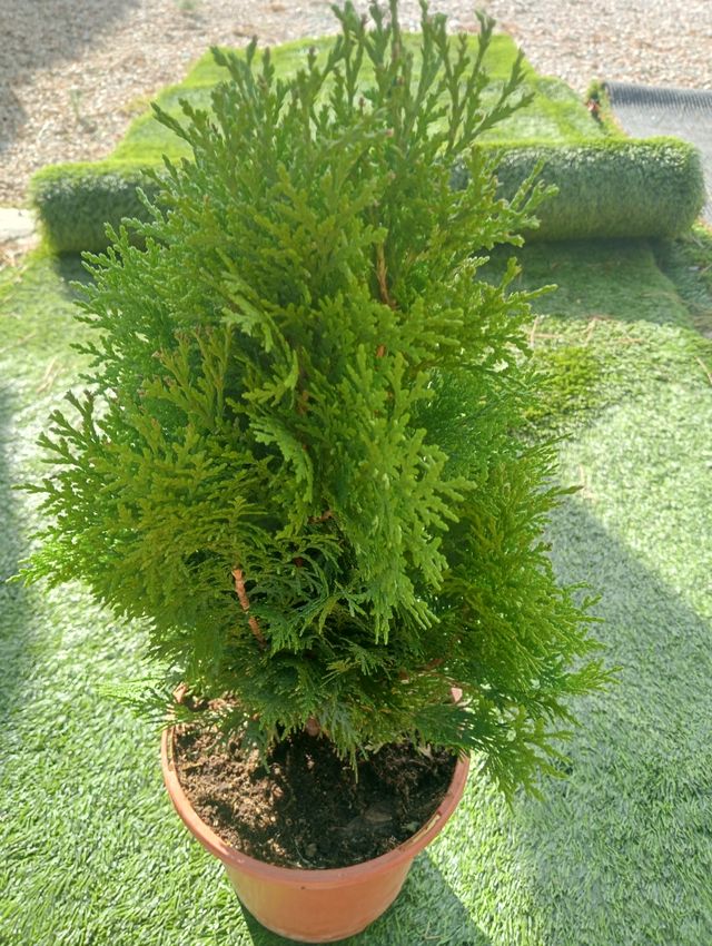 Ciprés "Tuya" de jardín