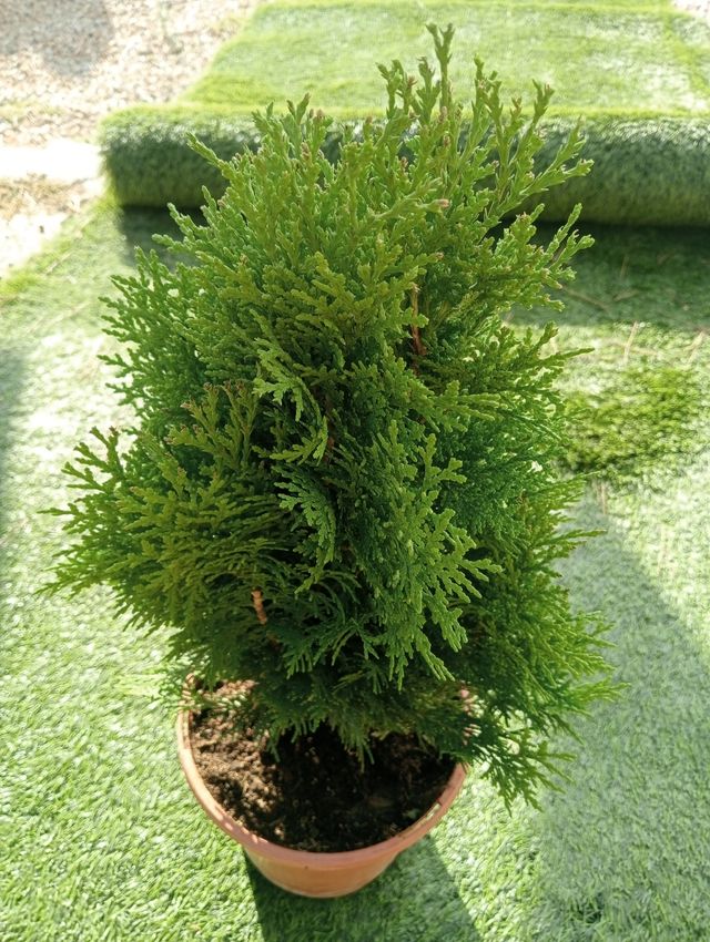 Ciprés "Tuya" de jardín