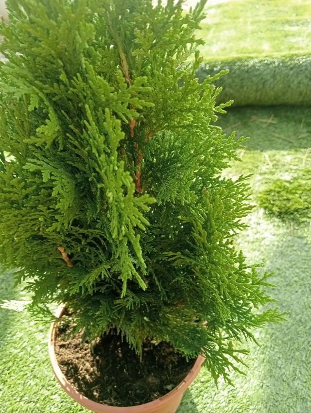 Ciprés "Tuya" de jardín