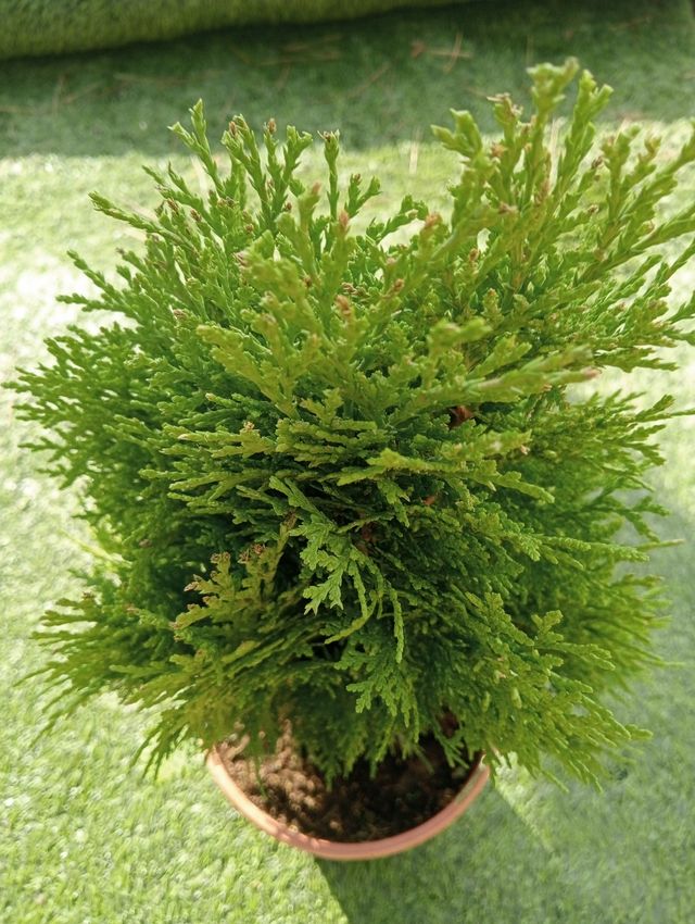 Ciprés "Tuya" de jardín