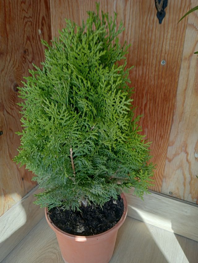 Ciprés "Tuya" de jardín