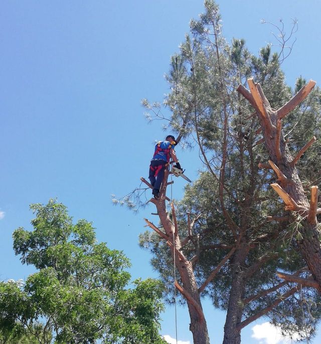 Poda y tala de pinos en altura 