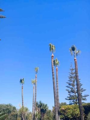 Especialistas en poda palmeras 
