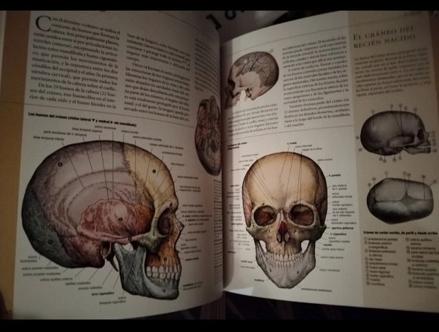 ATLAS, libro de anatomía