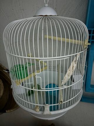 Jaula pajaro