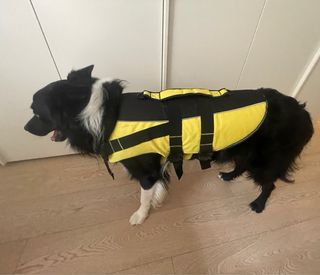 Salvagente per cani di media taglia