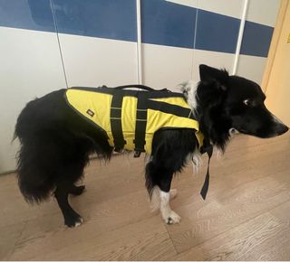 Salvagente per cani di media taglia
