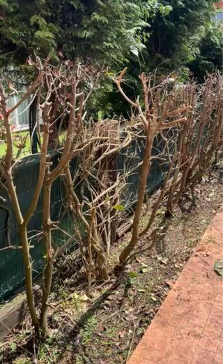 ¡Servicios de Jardinería!