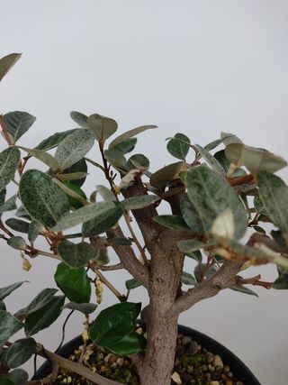 Elaeagnus pungens