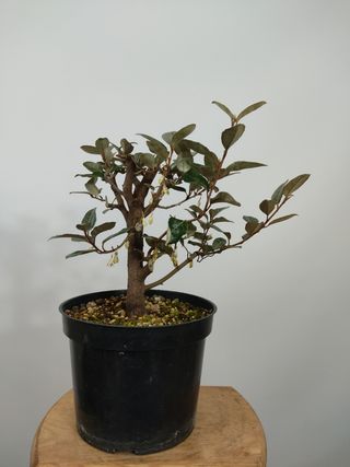 Elaeagnus pungens