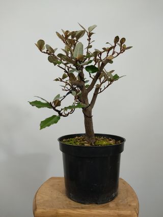 Elaeagnus pungens