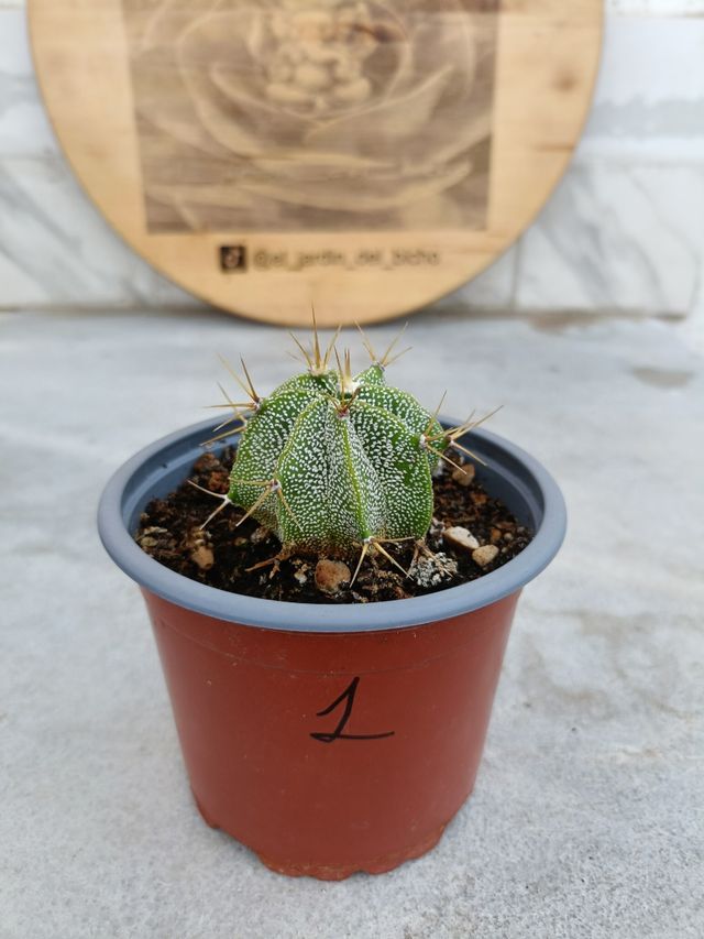 Astrophytum ornatum #1