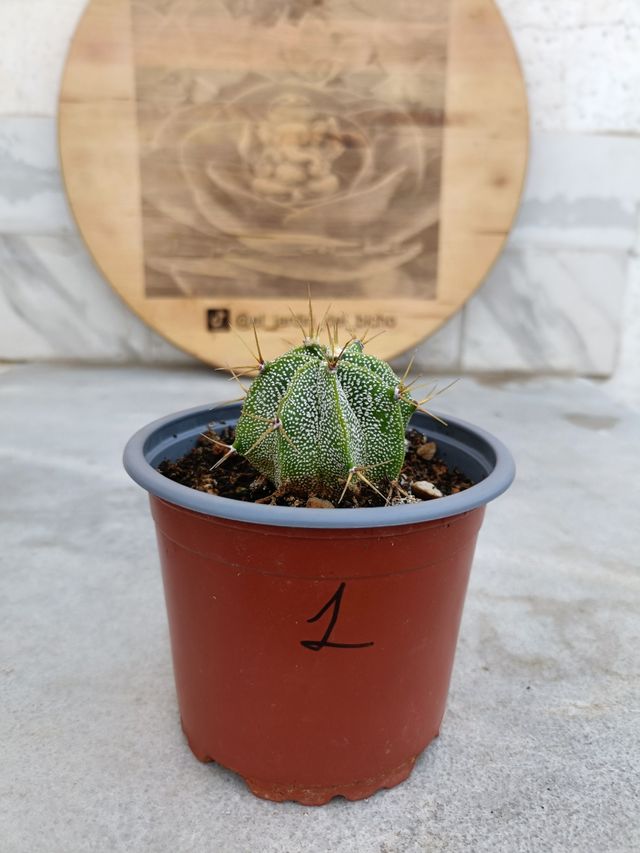 Astrophytum ornatum #1