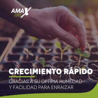 Amax Ferts Propagador de Semillas, Bandeja de 104