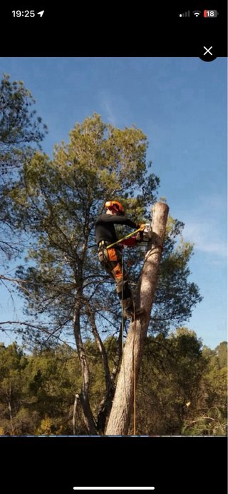 TALA Y PODA DE ÁRBOLES