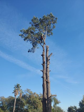 " El Picapino " jardinería y poda