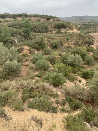 Coto de caça/caza Cal Caixes (Les Borges Blanques)