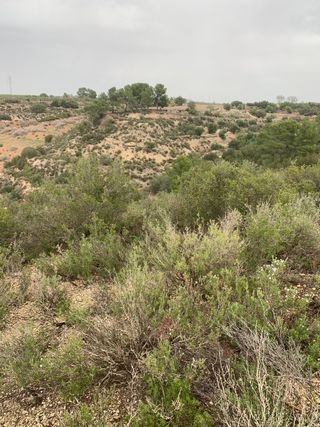 Coto de caça/caza Cal Caixes (Les Borges Blanques)