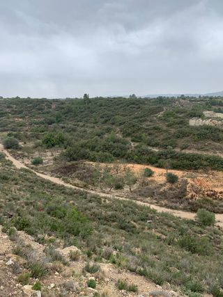 Coto de caça/caza Cal Caixes (Les Borges Blanques)