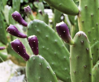 Nopal y Tunas de la mejor calidad. Origen México🌵