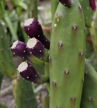 Nopal y Tunas de la mejor calidad. Origen México🌵
