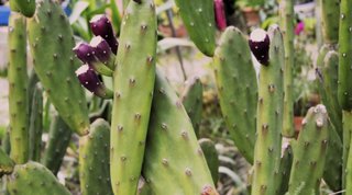 Nopal y Tunas de la mejor calidad. Origen México🌵