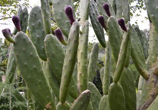Nopal y Tunas de la mejor calidad. Origen México🌵