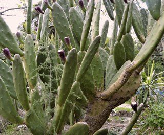 Nopal y Tunas de la mejor calidad. Origen México🌵
