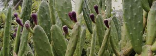 Nopal y Tunas de la mejor calidad. Origen México🌵