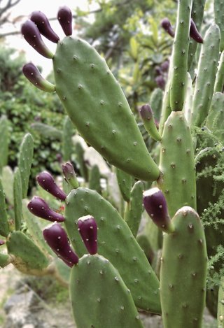 Nopal y Tunas de la mejor calidad. Origen México🌵