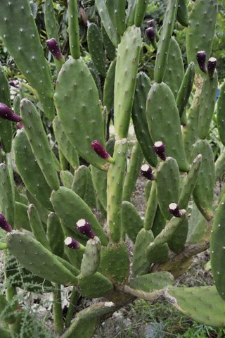 Nopal y Tunas de la mejor calidad. Origen México🌵