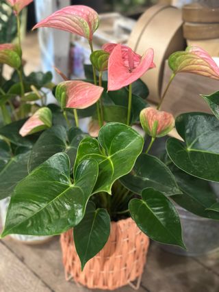 Jardinero/plantas y flores 