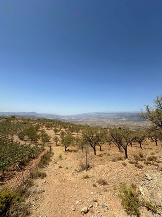Finca de almendros