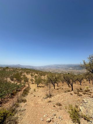 Finca de almendros