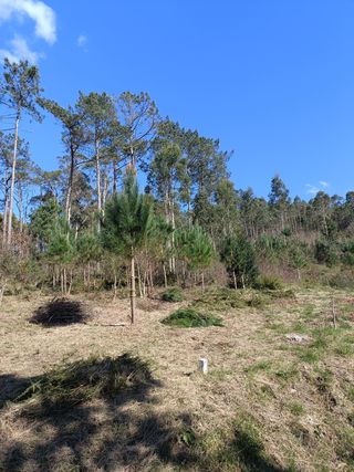 DESBROCE Y LIMPIEZA DE FINCAS.