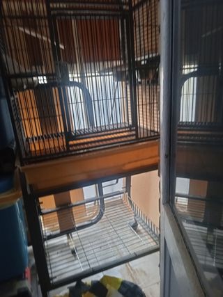 Vendo jaula de loro
