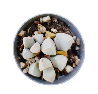 Lapidaria margaretae pianta sasso succulenta nana
