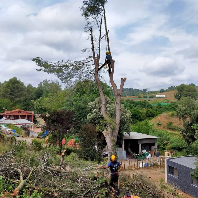 Poda y tala de arboles de gran altura 