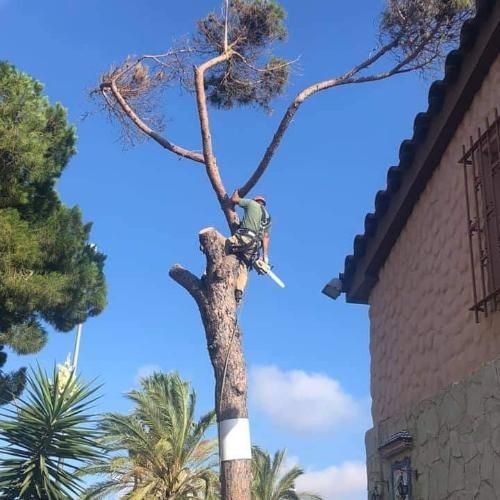 Especialistas en poda 