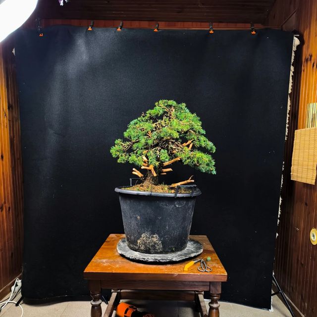 Bonsai Picea