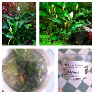 2x Planta Aquário Bucelaphandra - 2 Espécies